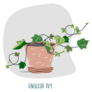 English Ivy Indoor Plant Illustration Sticker