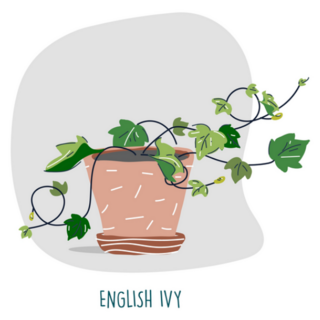 English Ivy Indoor Plant Illustration Sticker