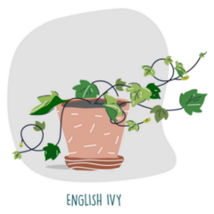 English Ivy Indoor Plant Illustration Sticker