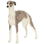 English Whippet Sticker