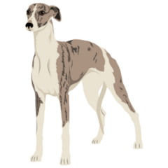 English Whippet Sticker
