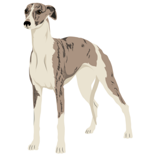 English Whippet Sticker