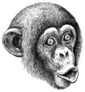 Engraved Monkey Sticker