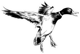 Engraved Style Illustration Of Flying Duck Sticker