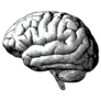 Engraving Brain Illustration In Gray Scale Sticker 
