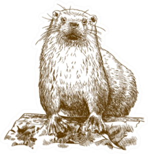 Engraving Drawing Illustration Of Otter Isolated Sticker