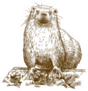 Engraving Drawing Illustration Of Otter Isolated Sticker