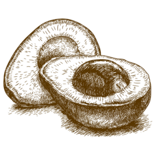 Engraving Illustration Of Avocado Sticker