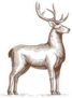 Engraving Style Deer Sticker
