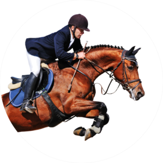 Equestrian: Rider With Bay Horse In Jumping Show Sticker