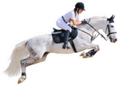 Equestrian Sport: Young Girl In Jumping Show Horse Sticker
