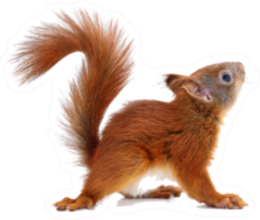 Eurasian Red Squirrel Isolated Sticker