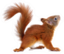 Eurasian Red Squirrel Isolated Sticker
