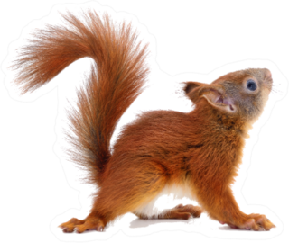 Eurasian Red Squirrel Isolated Sticker