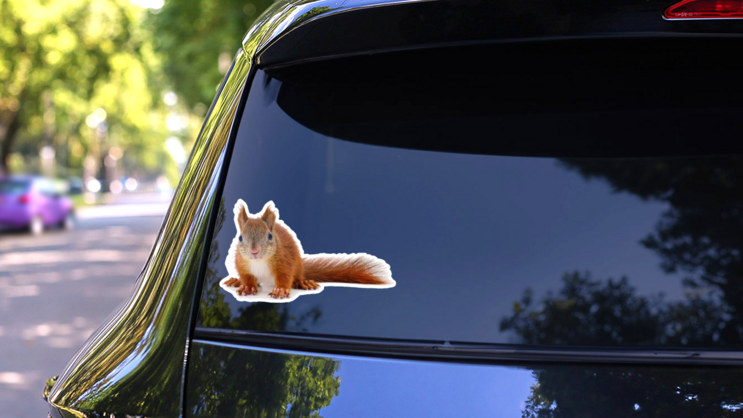 Eurasian Red Squirrel Laying Sticker on a Rear Car Window (New) example