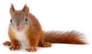 Eurasian Red Squirrel Laying Sticker