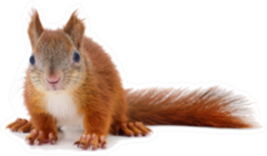 Eurasian Red Squirrel Laying Sticker