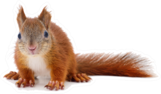 Eurasian Red Squirrel Laying Sticker