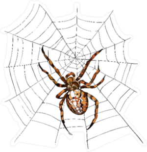 European Garden Spider Sticker