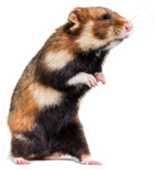 European Hamster On Hind Legs Sticker