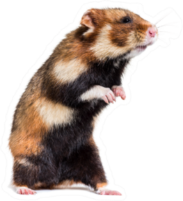 European Hamster On Hind Legs Sticker