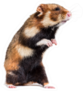 European Hamster On Hind Legs Sticker