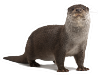 European Otter Portrait Standing Against White Sticker