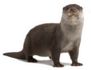 European Otter Portrait Standing Against White Sticker