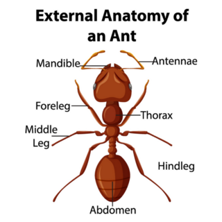 External Anatomy Of An Ant Sticker