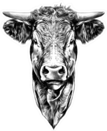 Face Cow Sketch Art Sticker