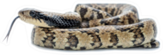 False Water Cobra Snake Sticker