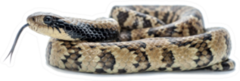 False Water Cobra Snake Sticker