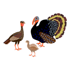 Family Of Turkeys Sticker