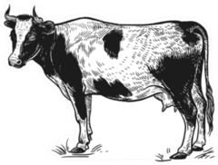 Farm Animal. Cow. Isolated Realistic Image Sticker