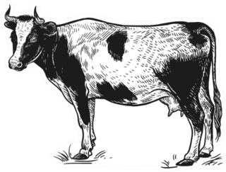 Farm Animal. Cow. Isolated Realistic Image Sticker
