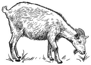 Farm Animal Goat Sketch Sticker