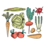 Farmers Market Vegetables Hand Drawn Sticker