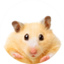Fat Funny Hamster Sticker