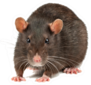 Fat Grey Rat Isolated On White Sticker