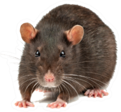 Fat Grey Rat Isolated On White Sticker