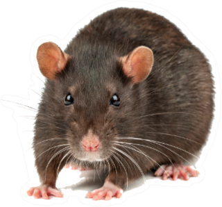 Fat Grey Rat Isolated On White Sticker
