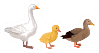 Feathered Goose And Duck As Farm Birds Sticker