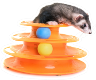 Female Ferret Playing With Toy Sticker