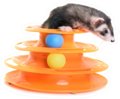 Female Ferret Playing With Toy Sticker