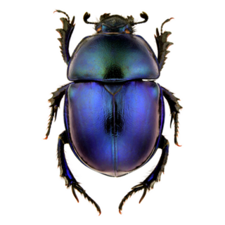 Female Of Trypocopris Vernalis Beetle Sticker