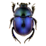 Female Of Trypocopris Vernalis Beetle Sticker