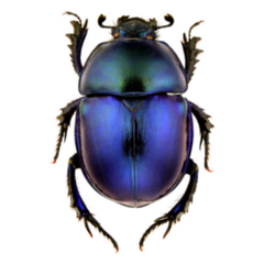 Female Of Trypocopris Vernalis Beetle Sticker