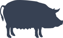 Female Pig Sticker
