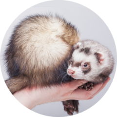 Ferret, Cute Fluffy Pet In Hand Sticker