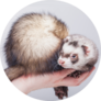 Ferret, Cute Fluffy Pet In Hand Sticker